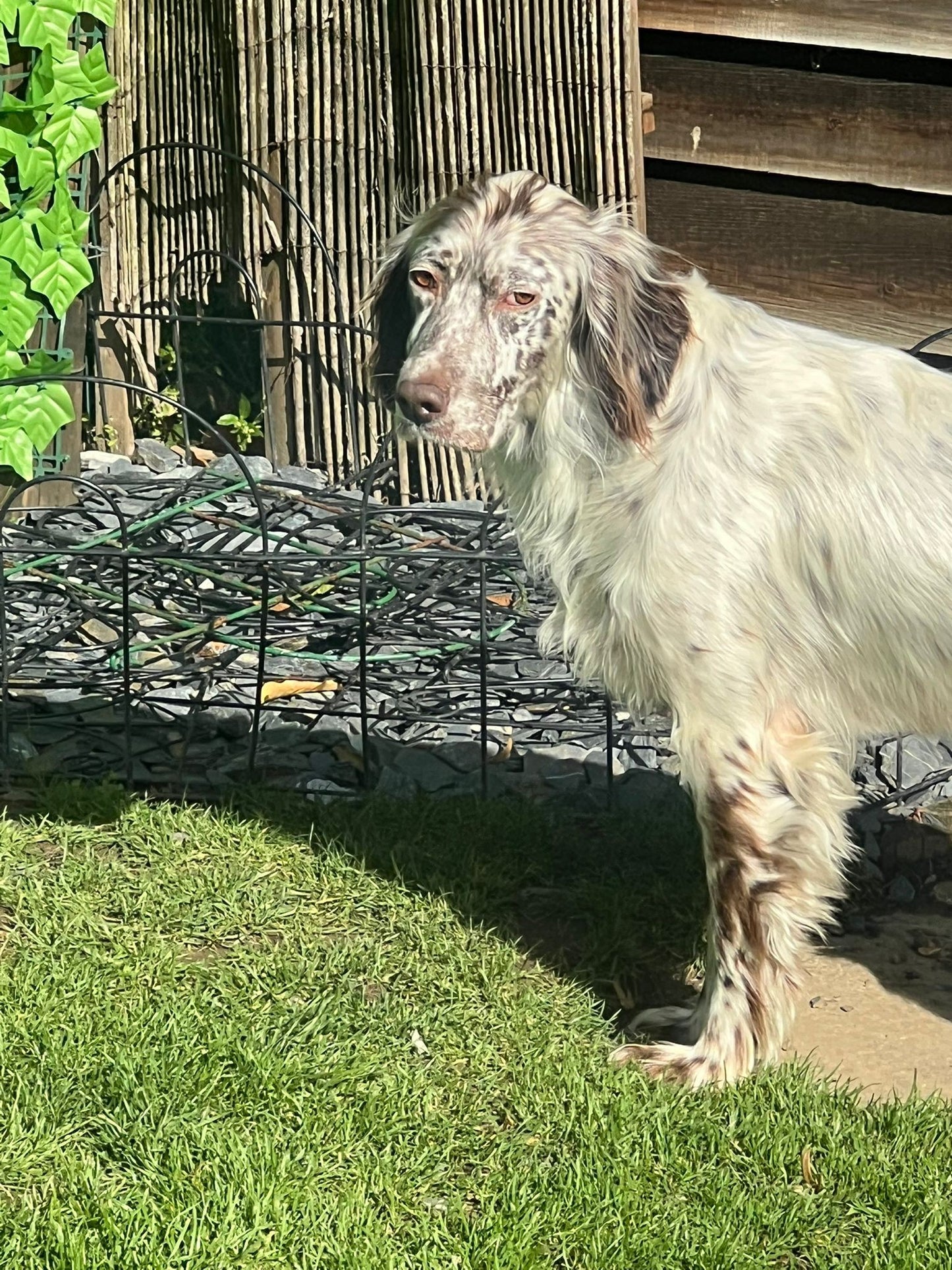 Alfie