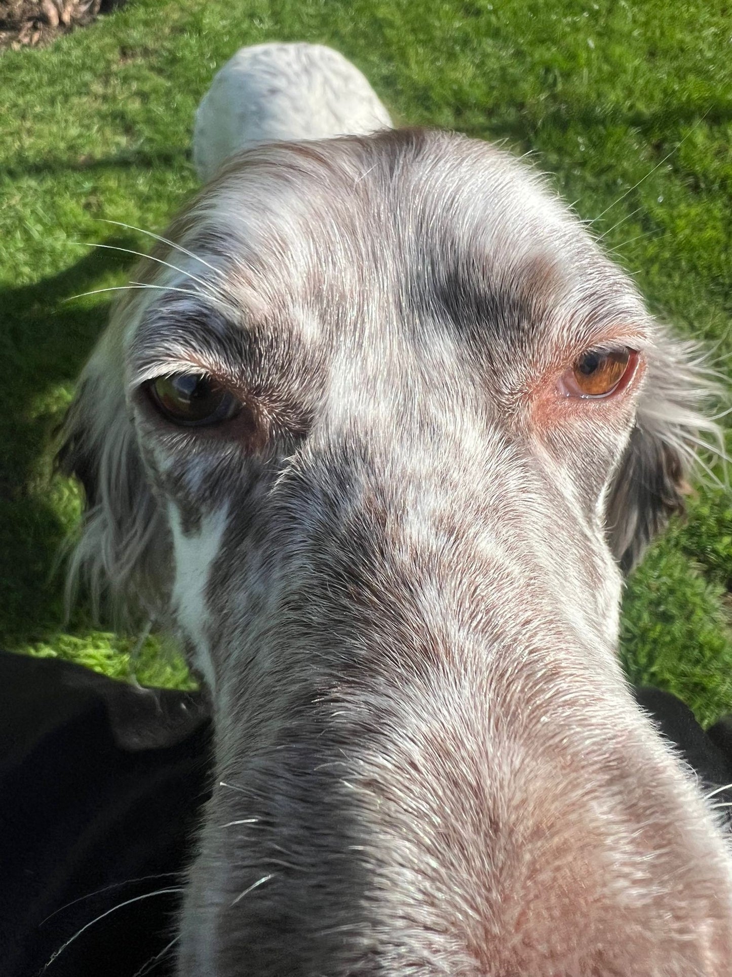 Alfie