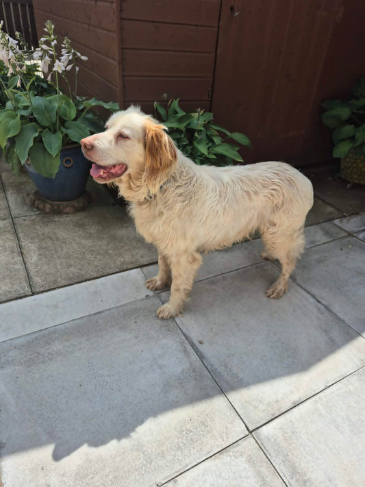Arlo