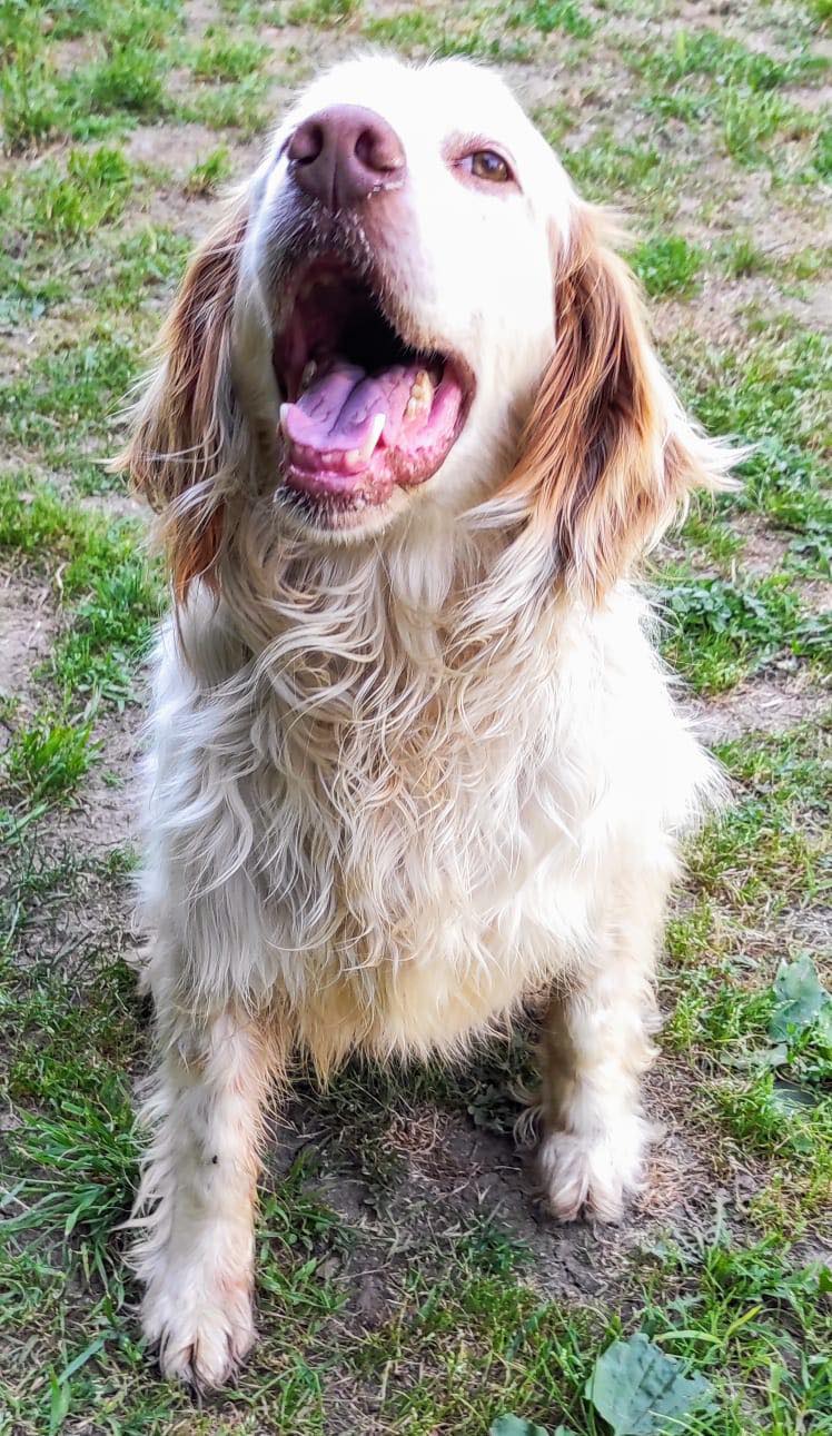 Arlo