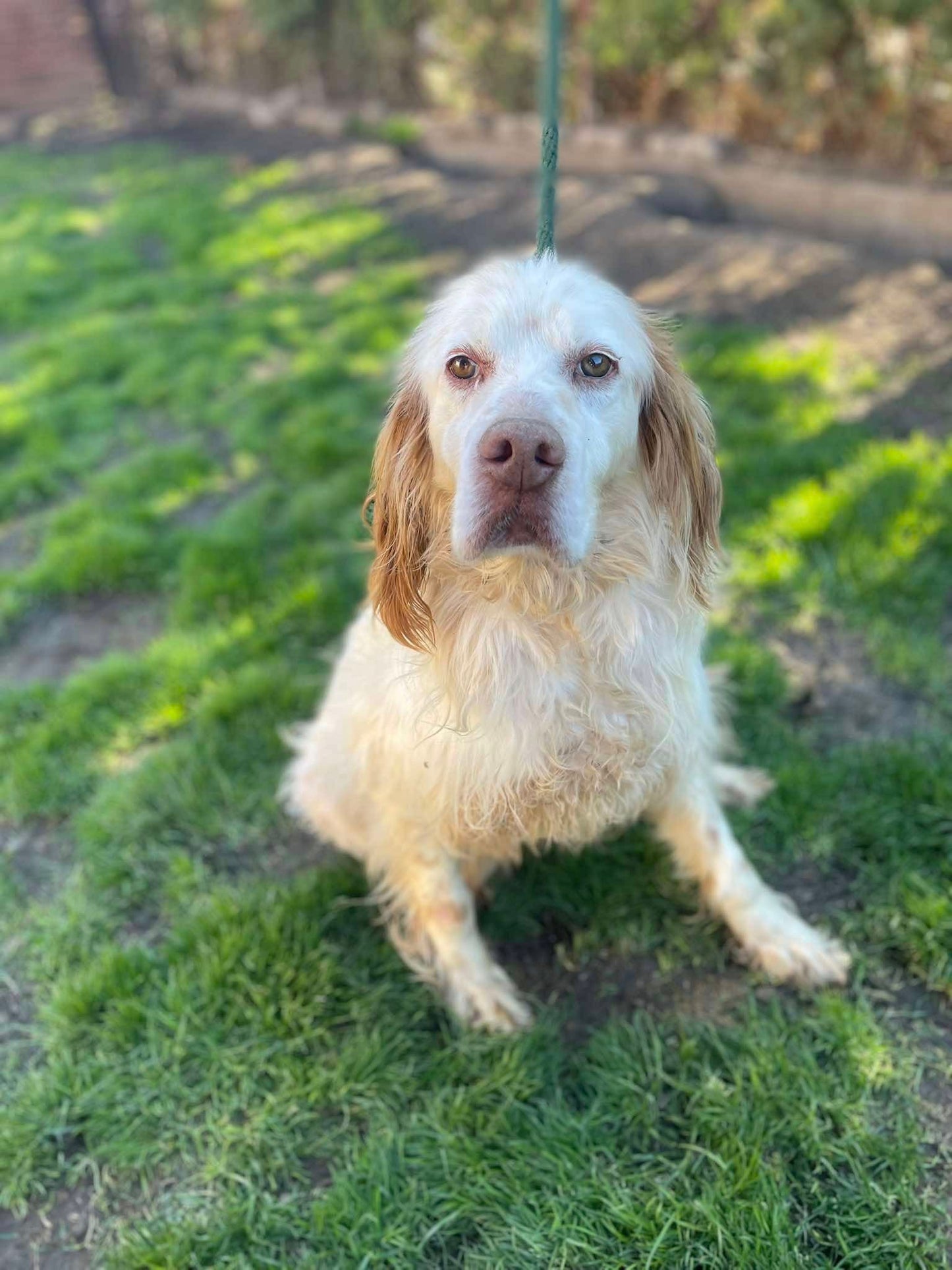 Arlo