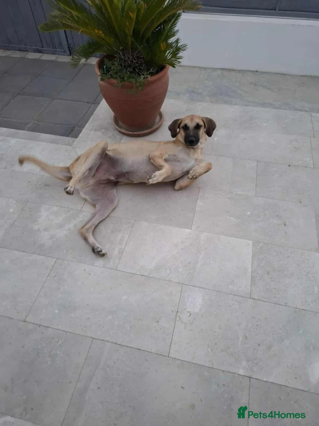 Bobi
