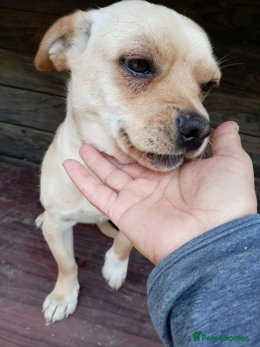 Buddy