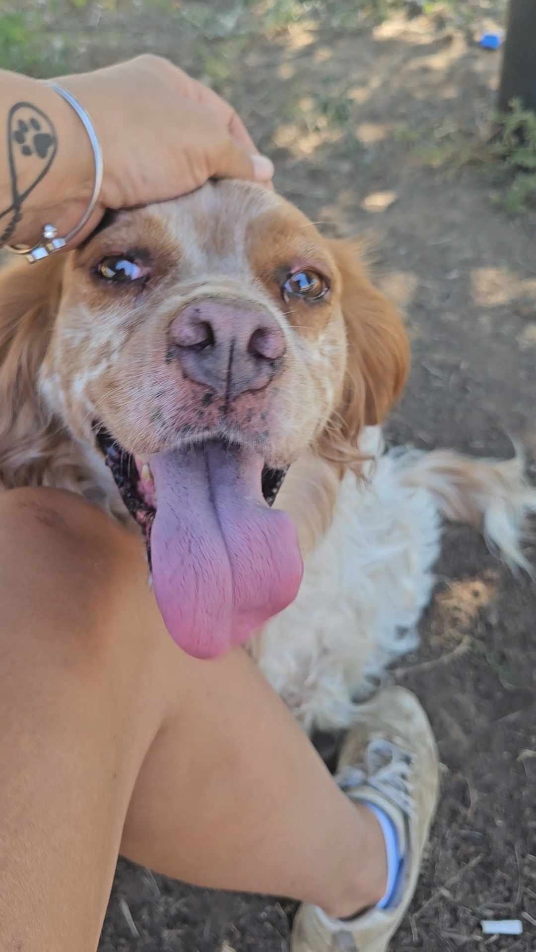 Dexter
