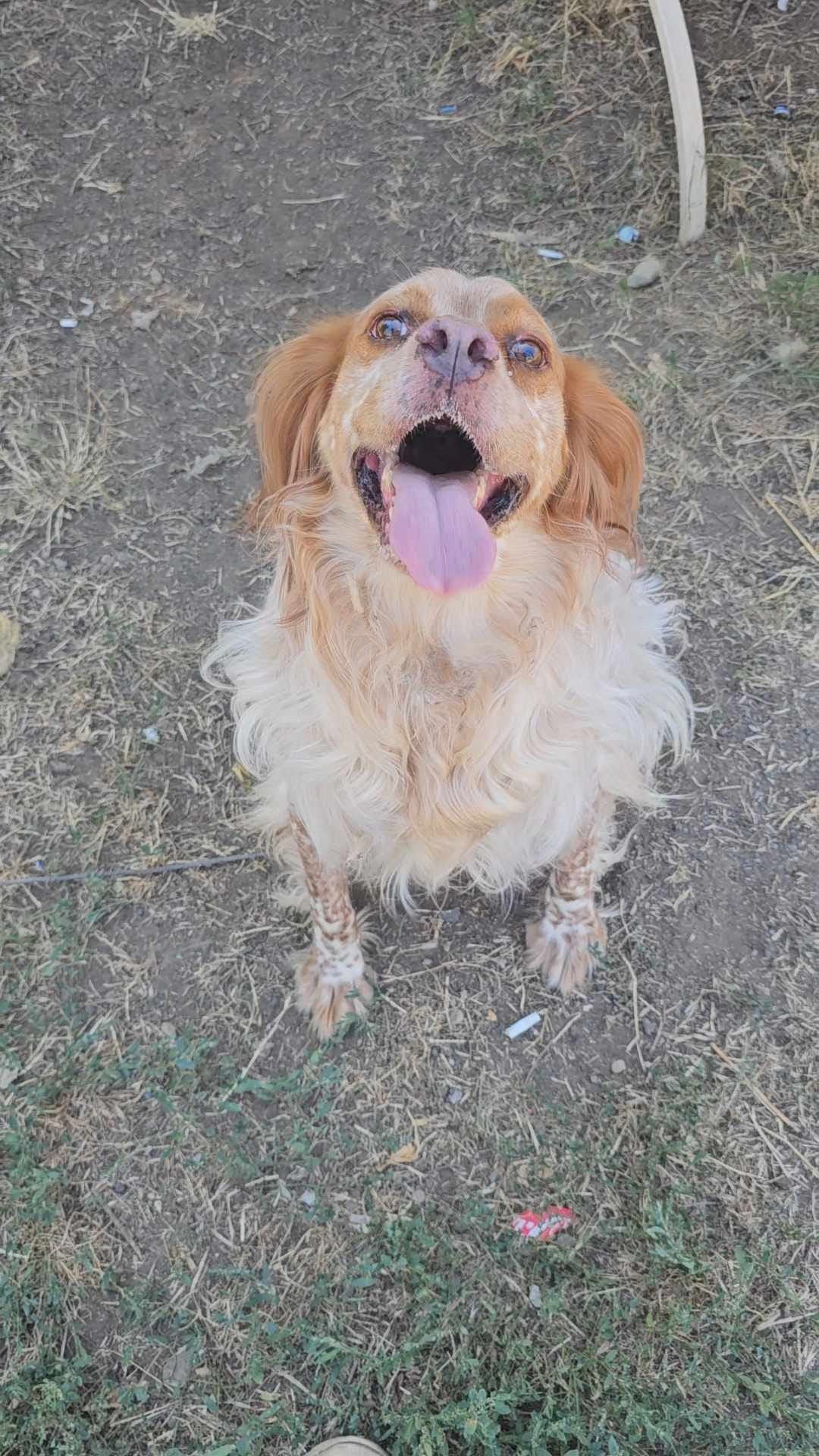 Dexter