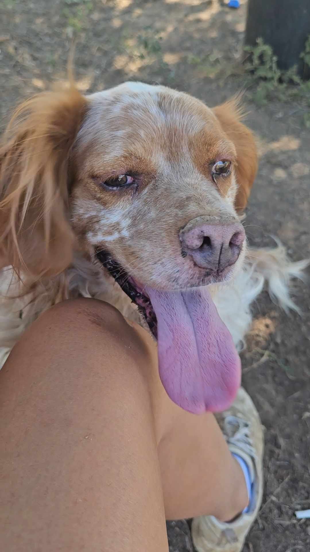 Dexter