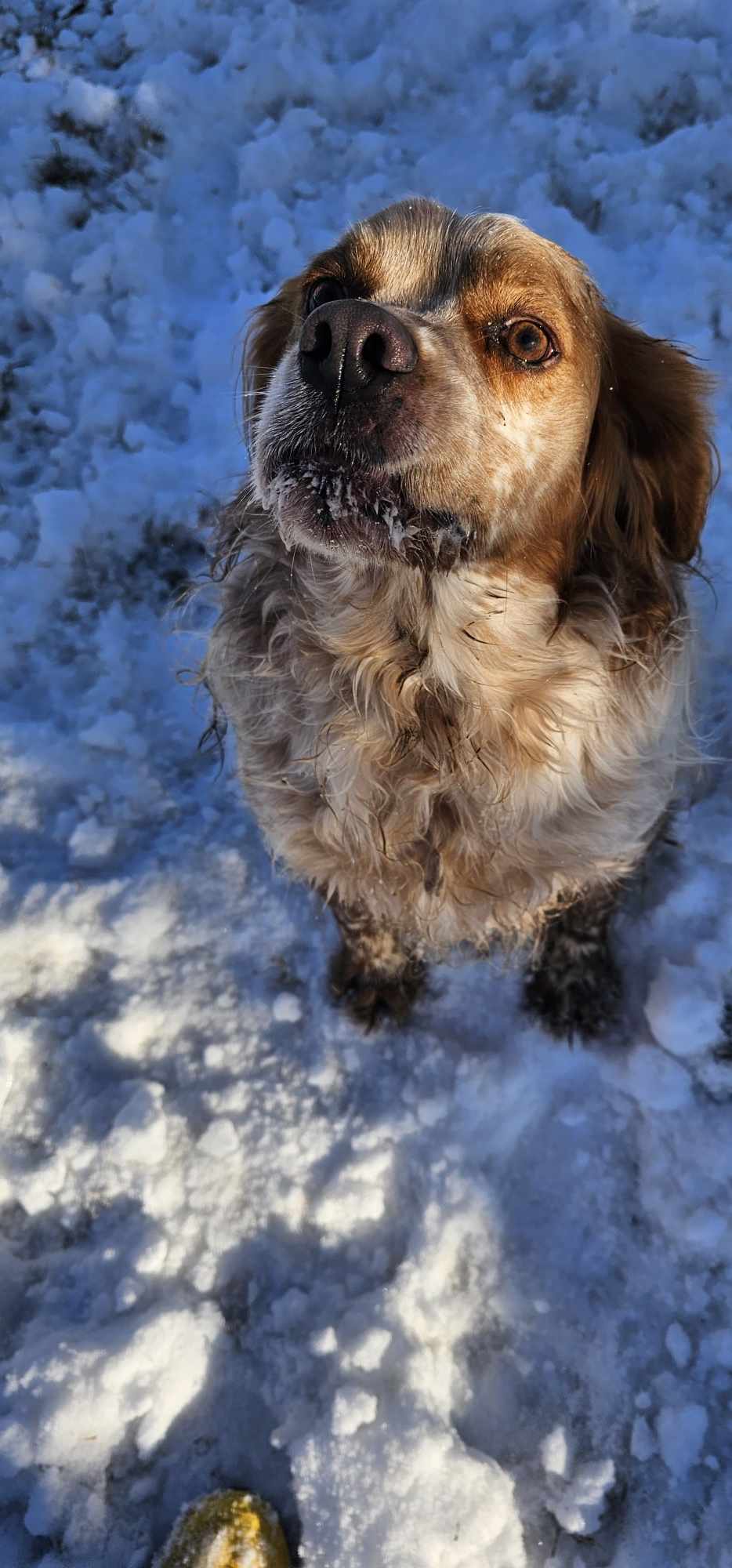 Dexter