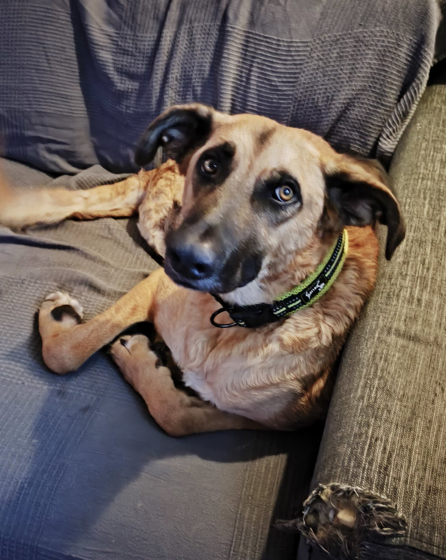 Dobbie