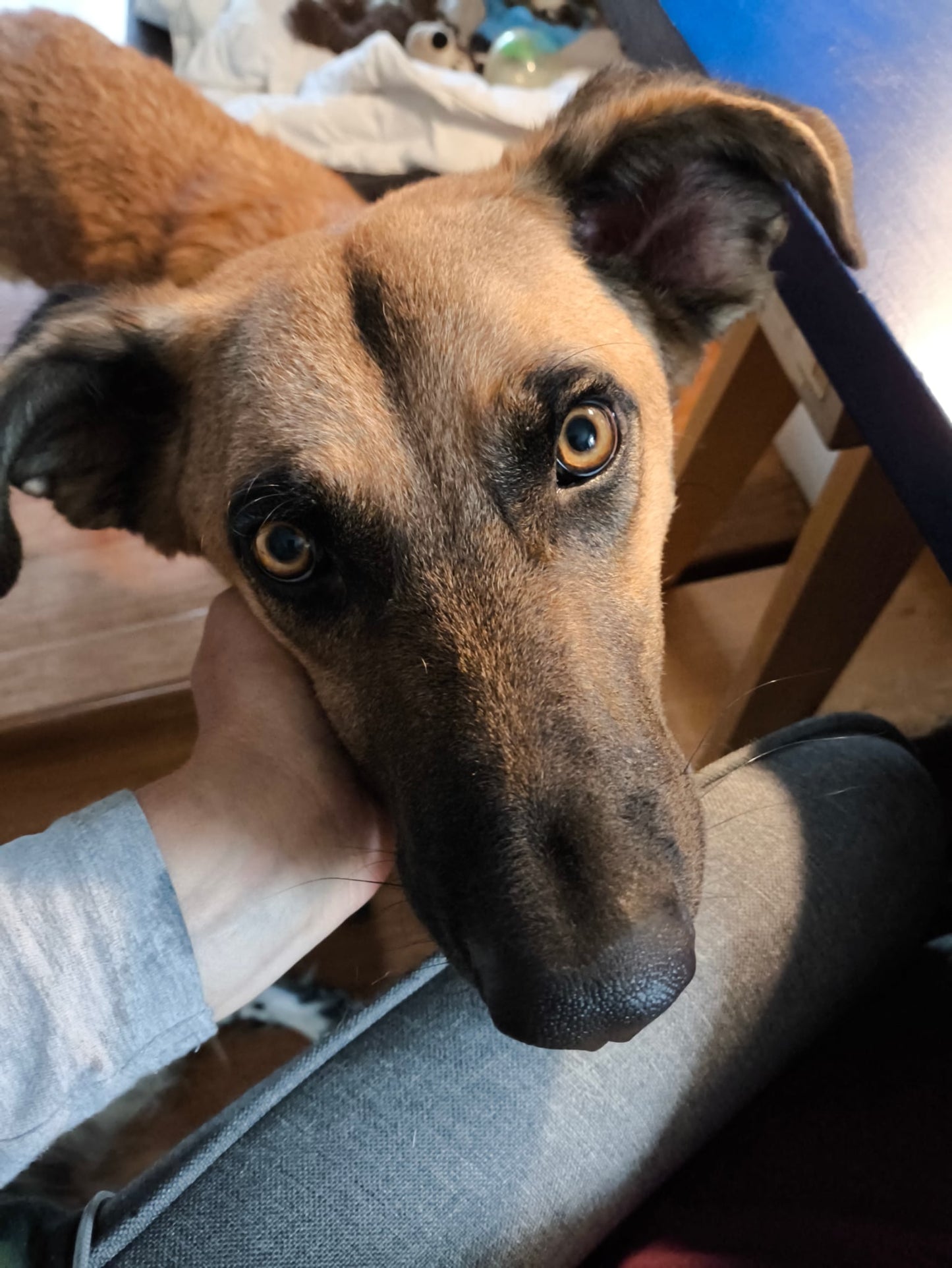 Dobbie