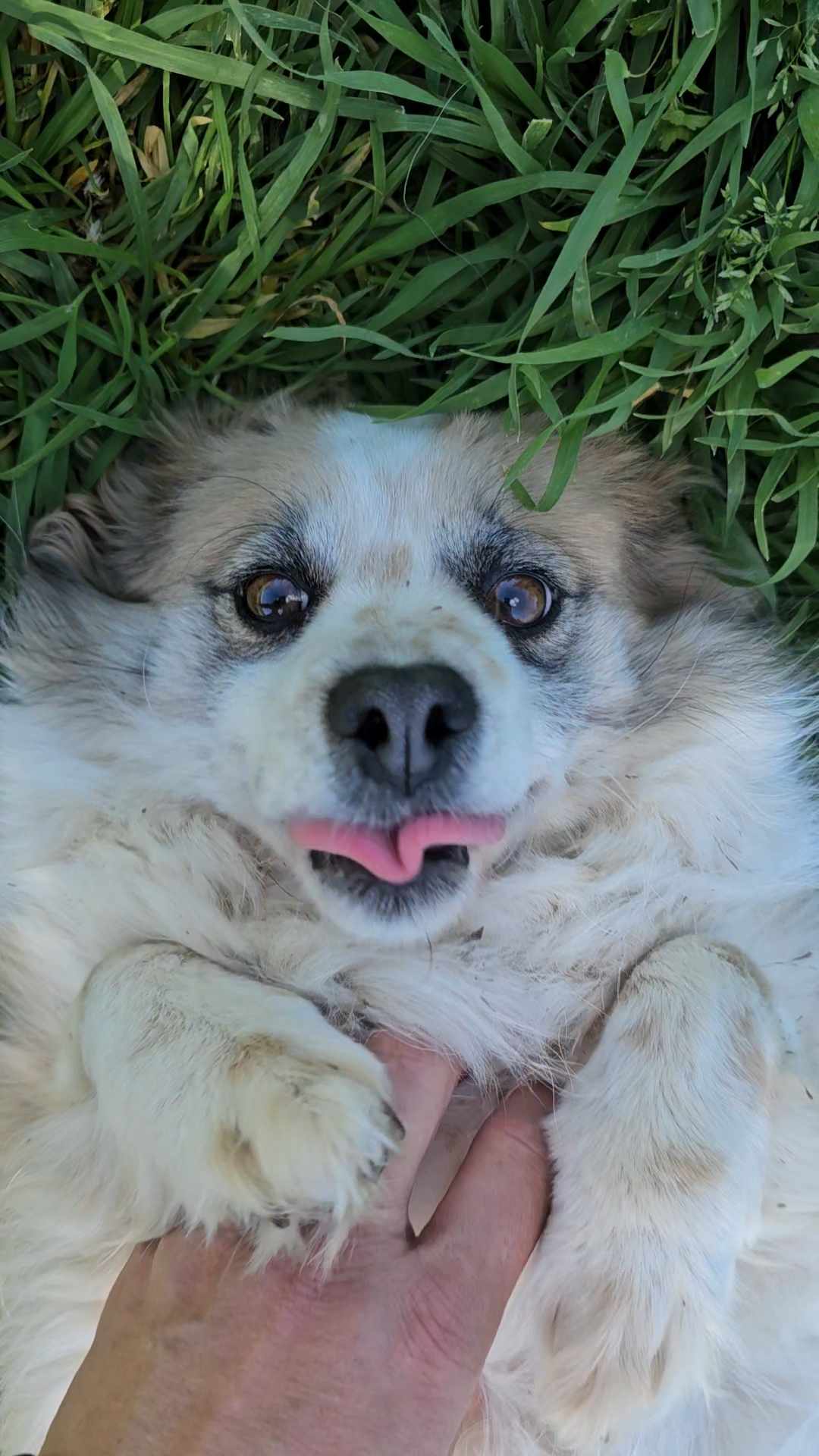 Dora