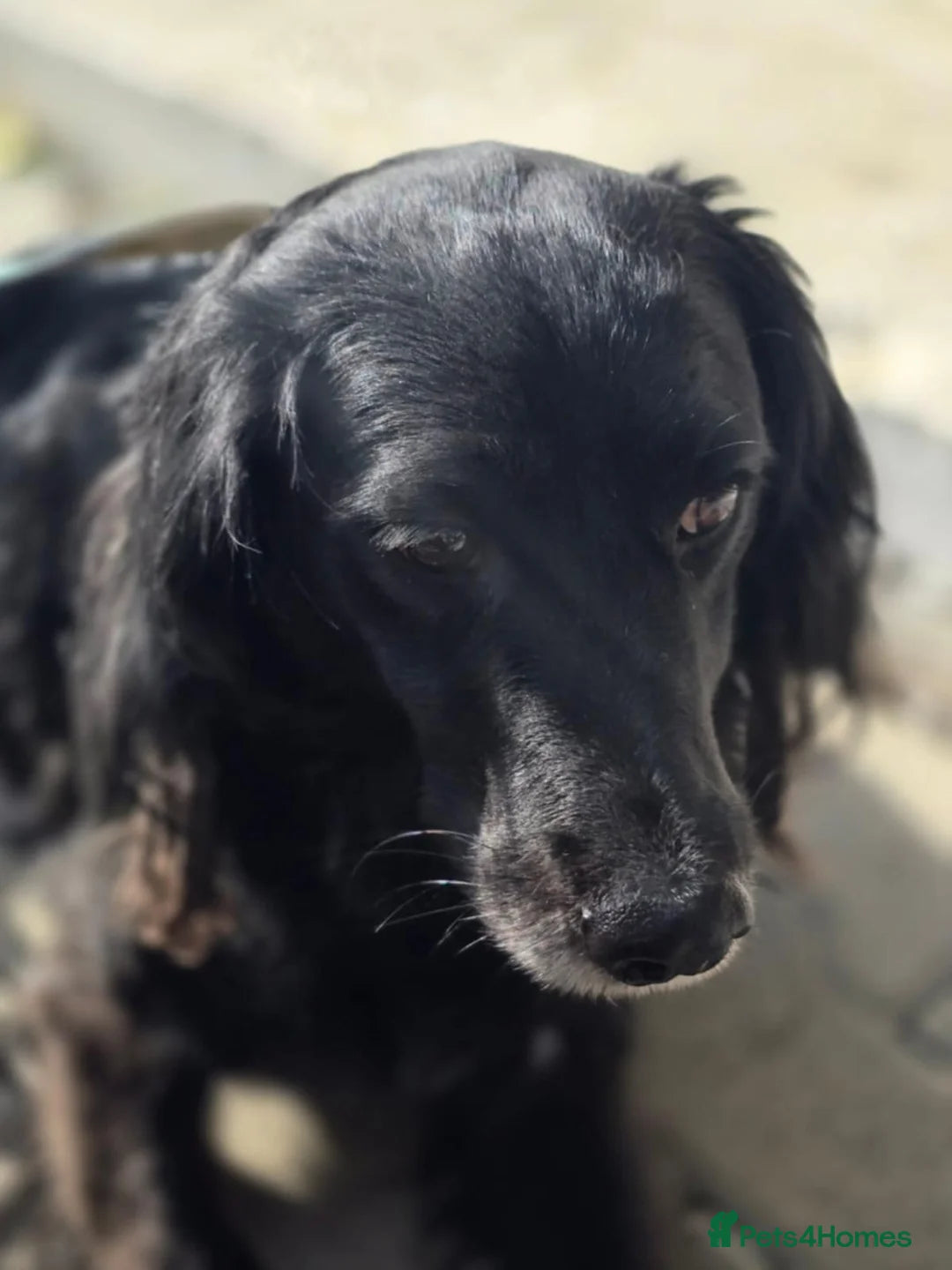 Gino