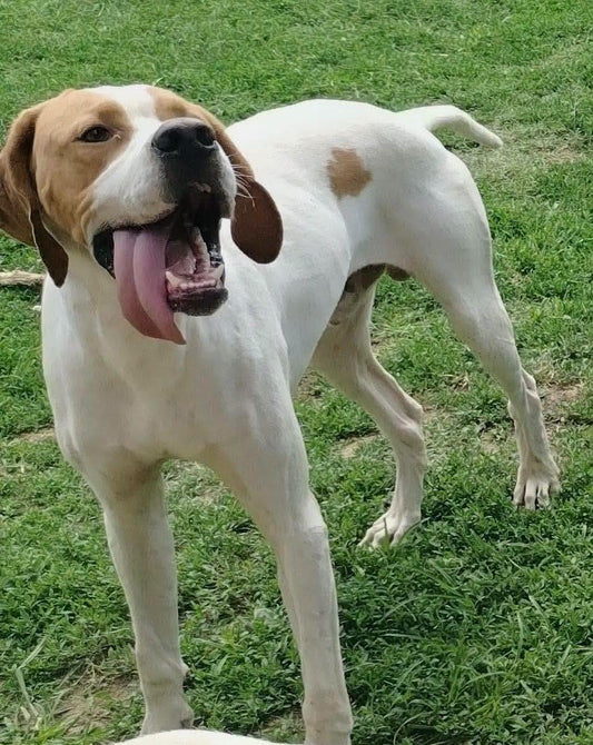Jake