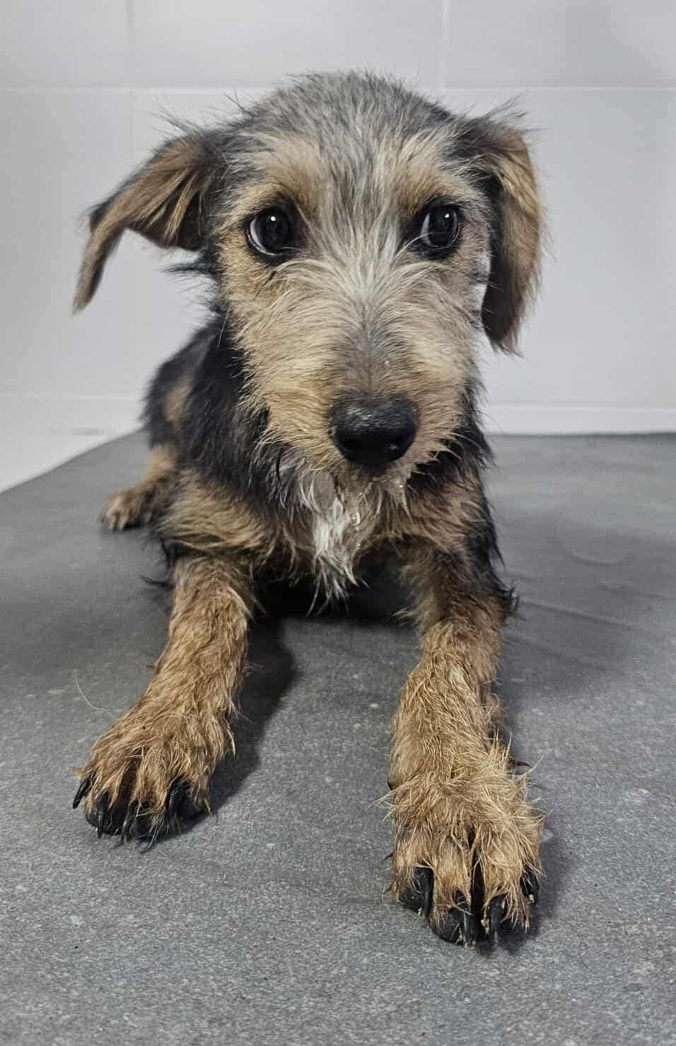 Lena