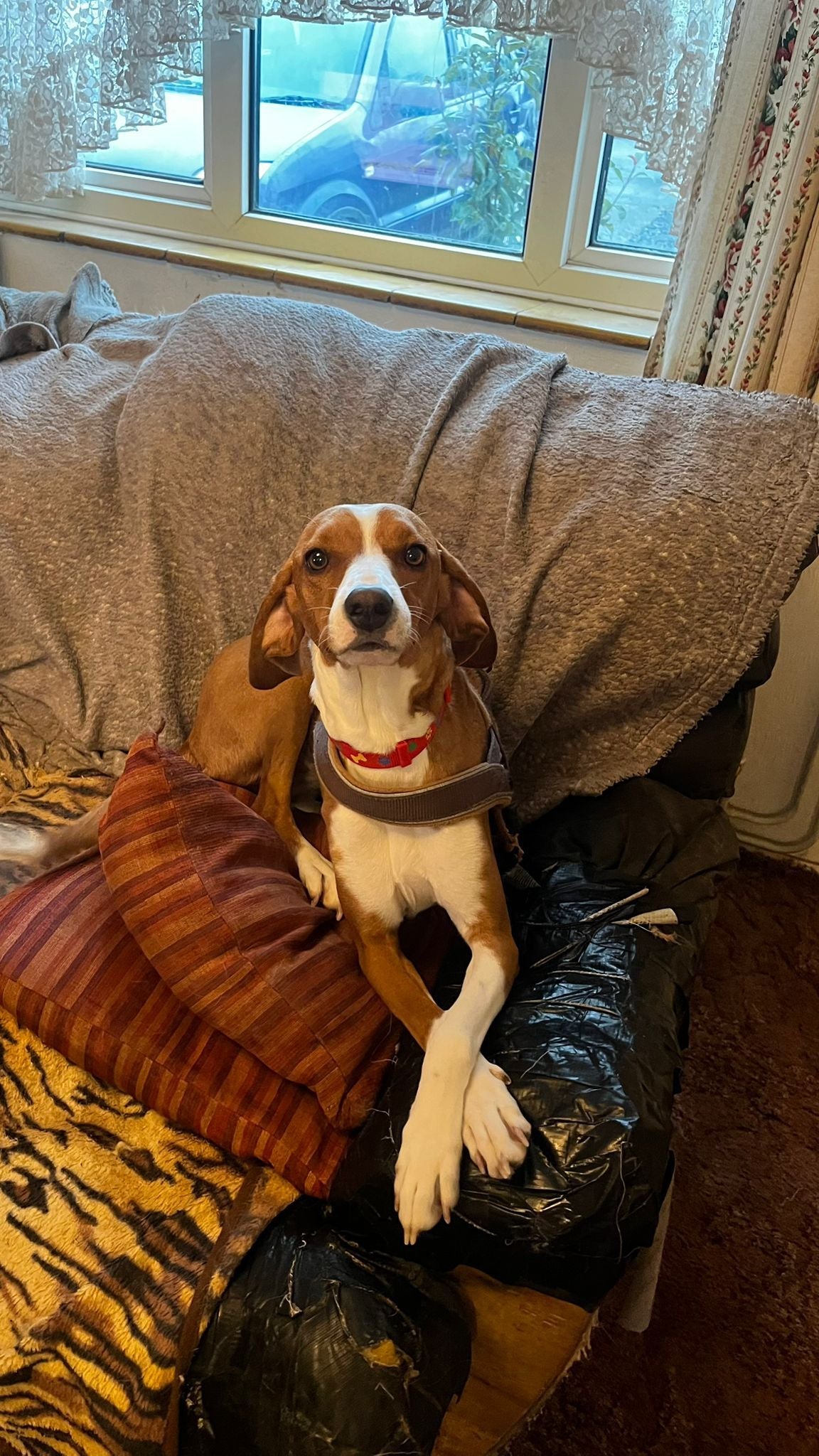 Lilly