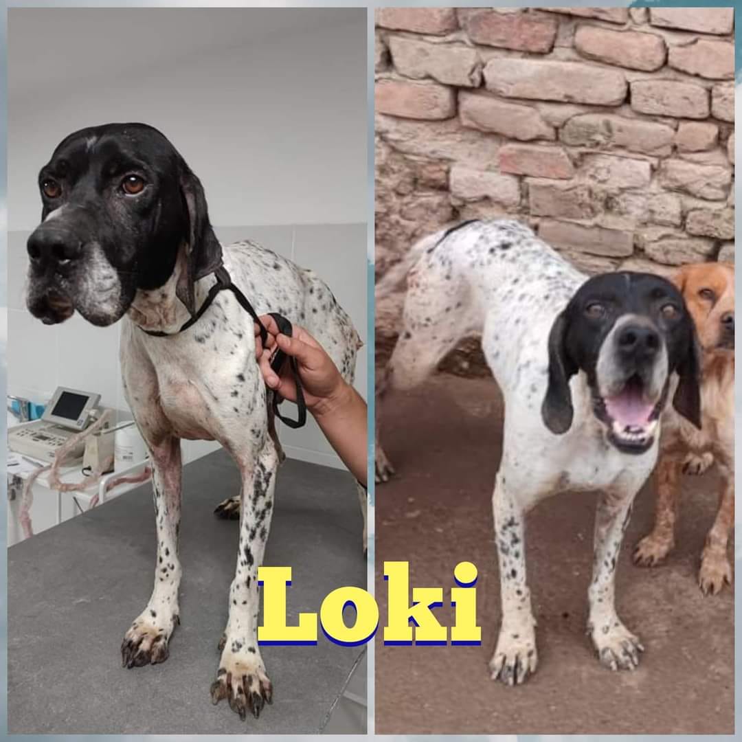 Loki