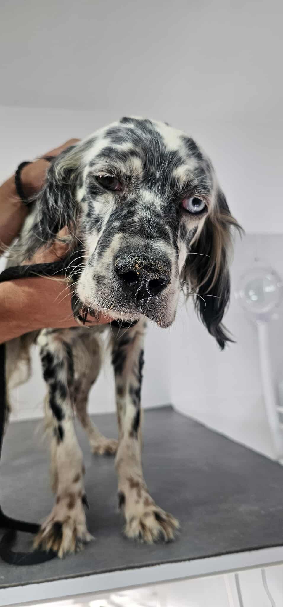 Lola