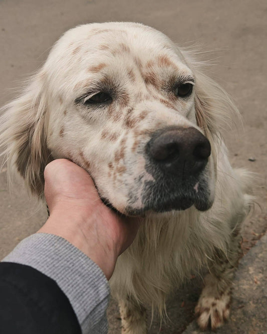 Marley