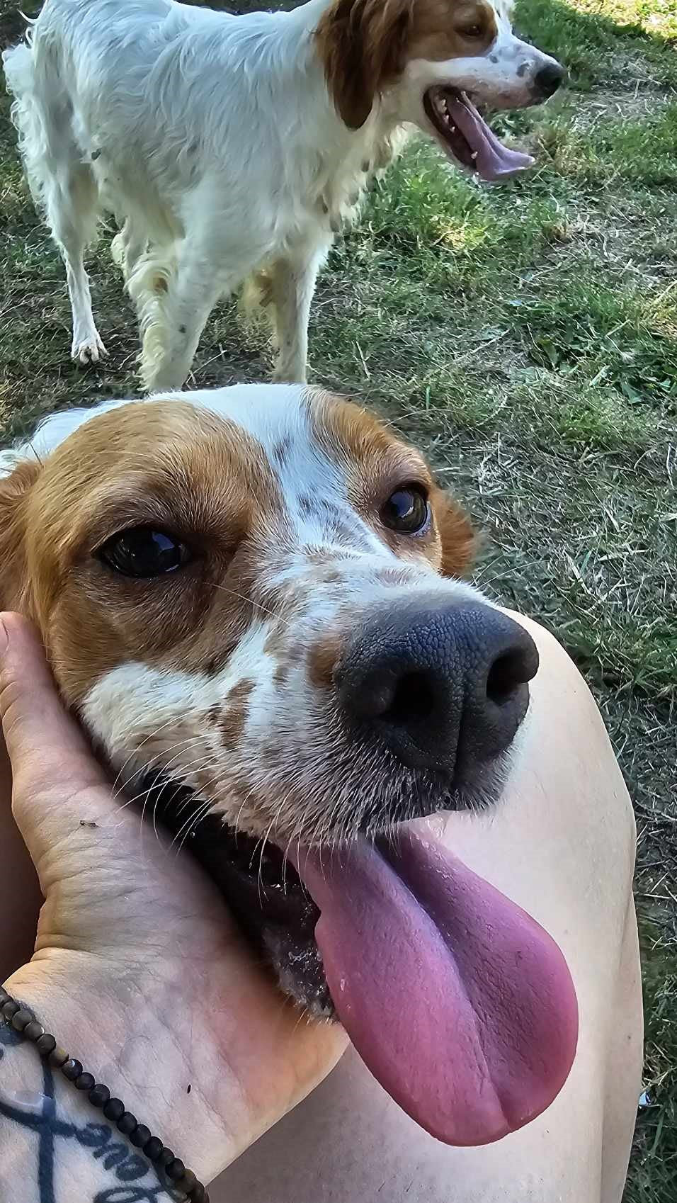 Willow