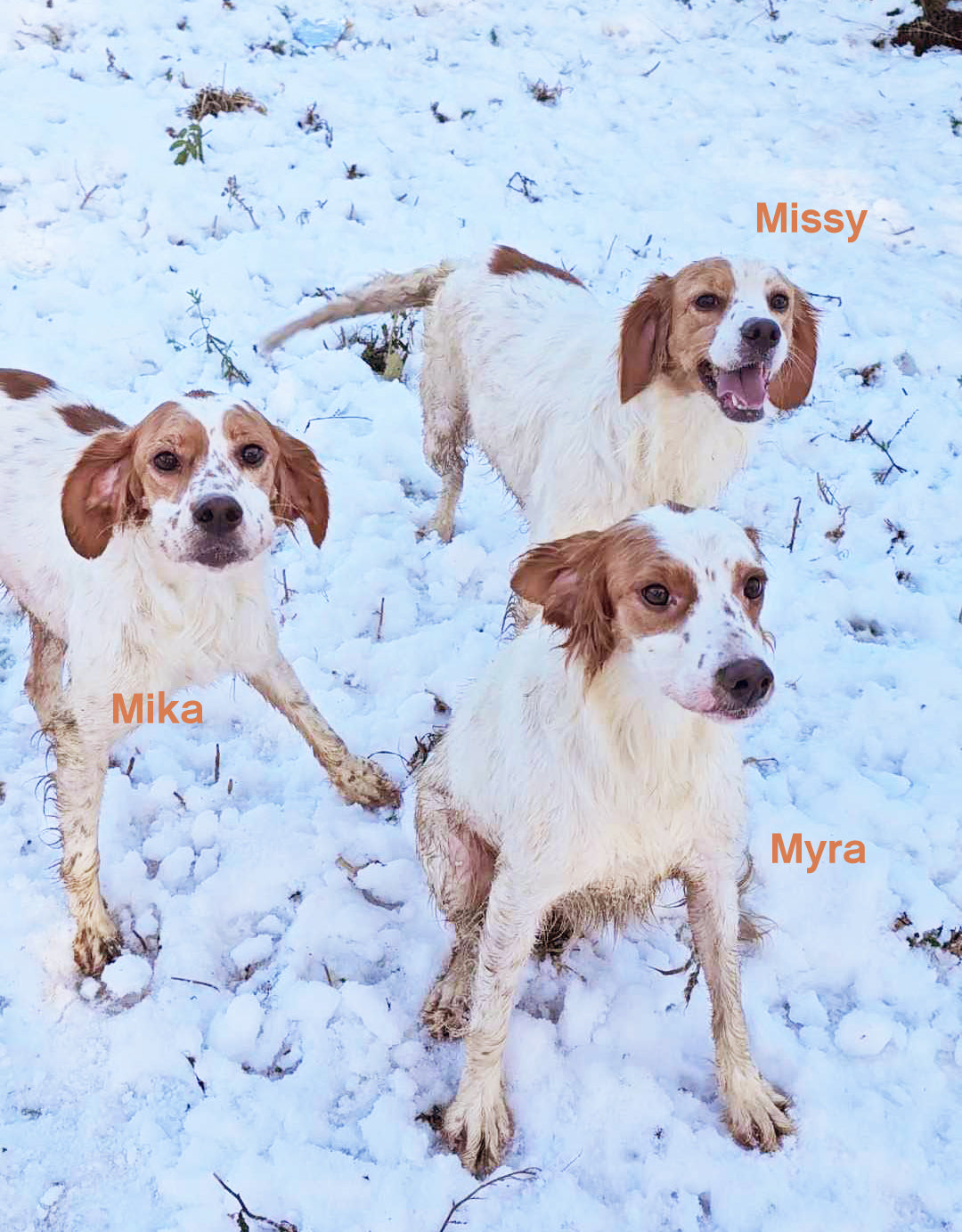 Myra