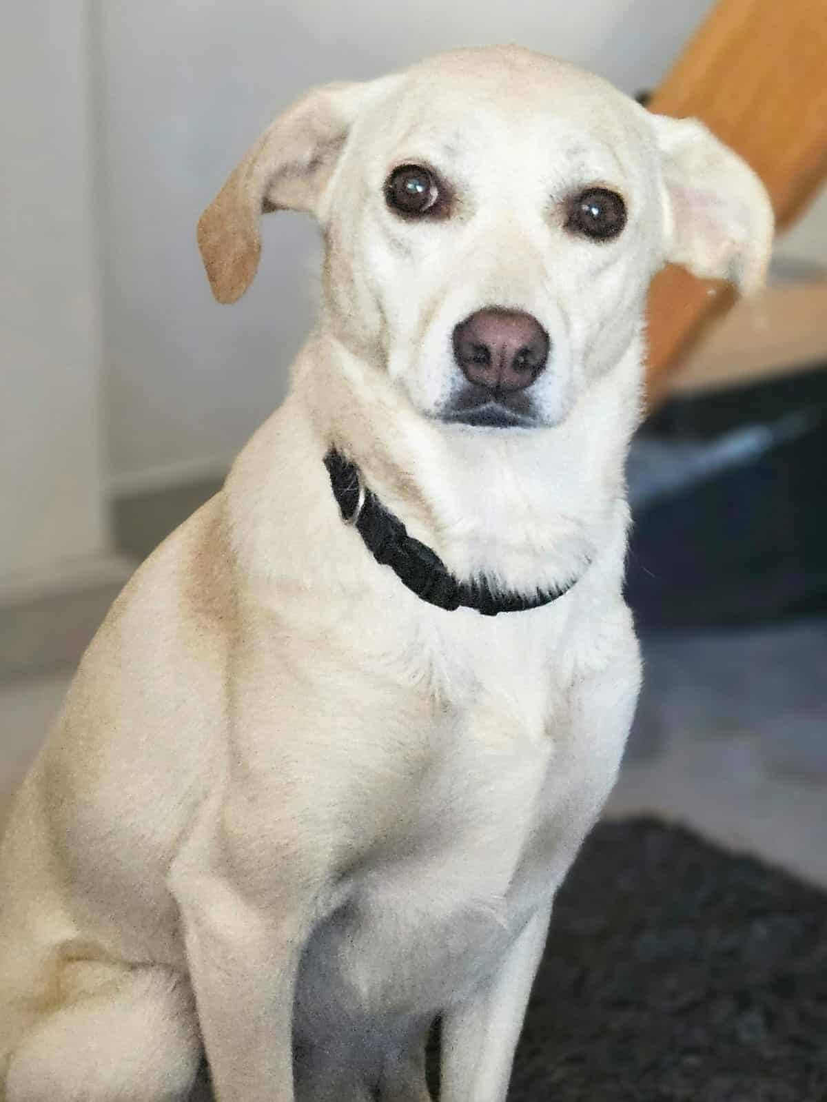 Nina