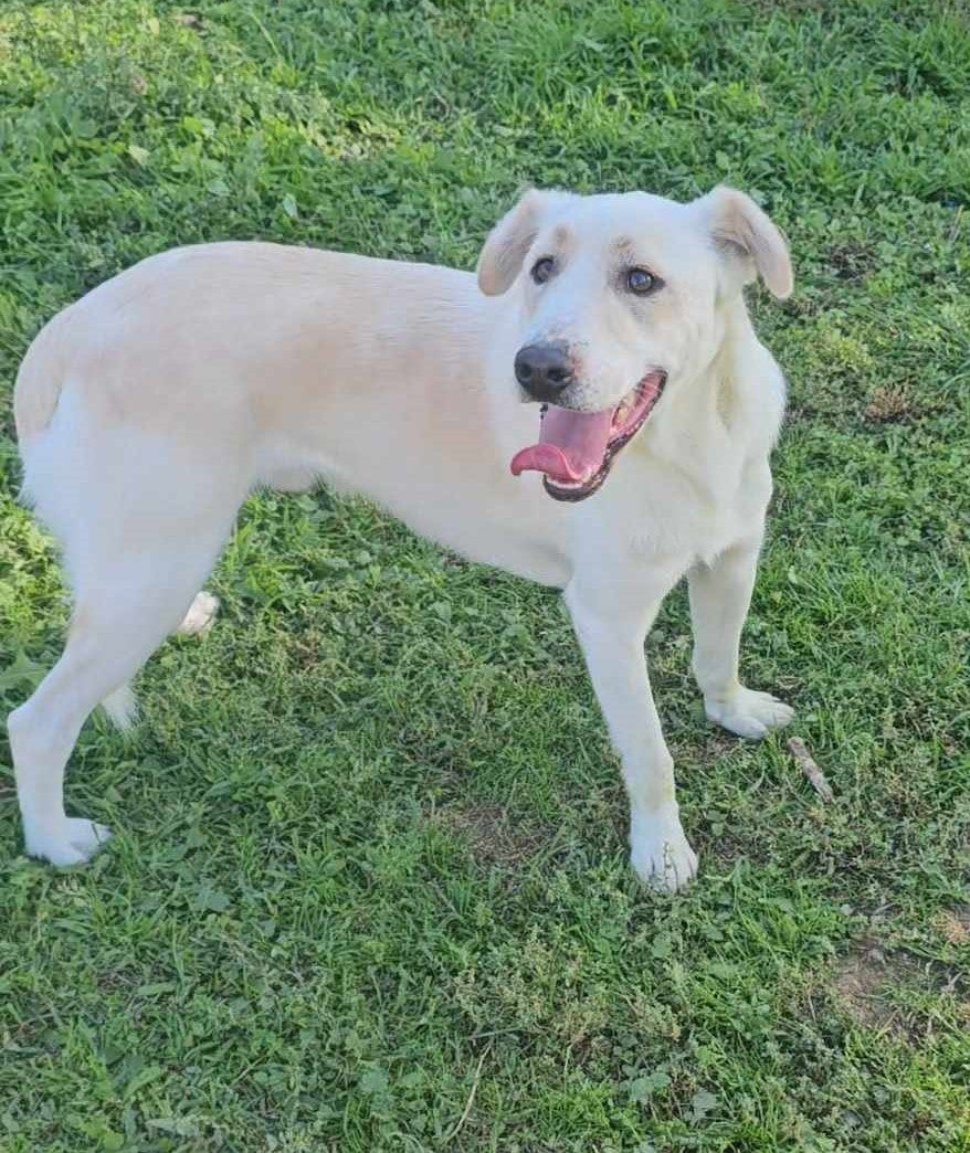 Pongo