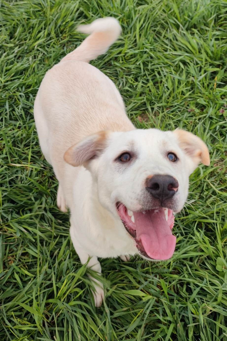 Pongo