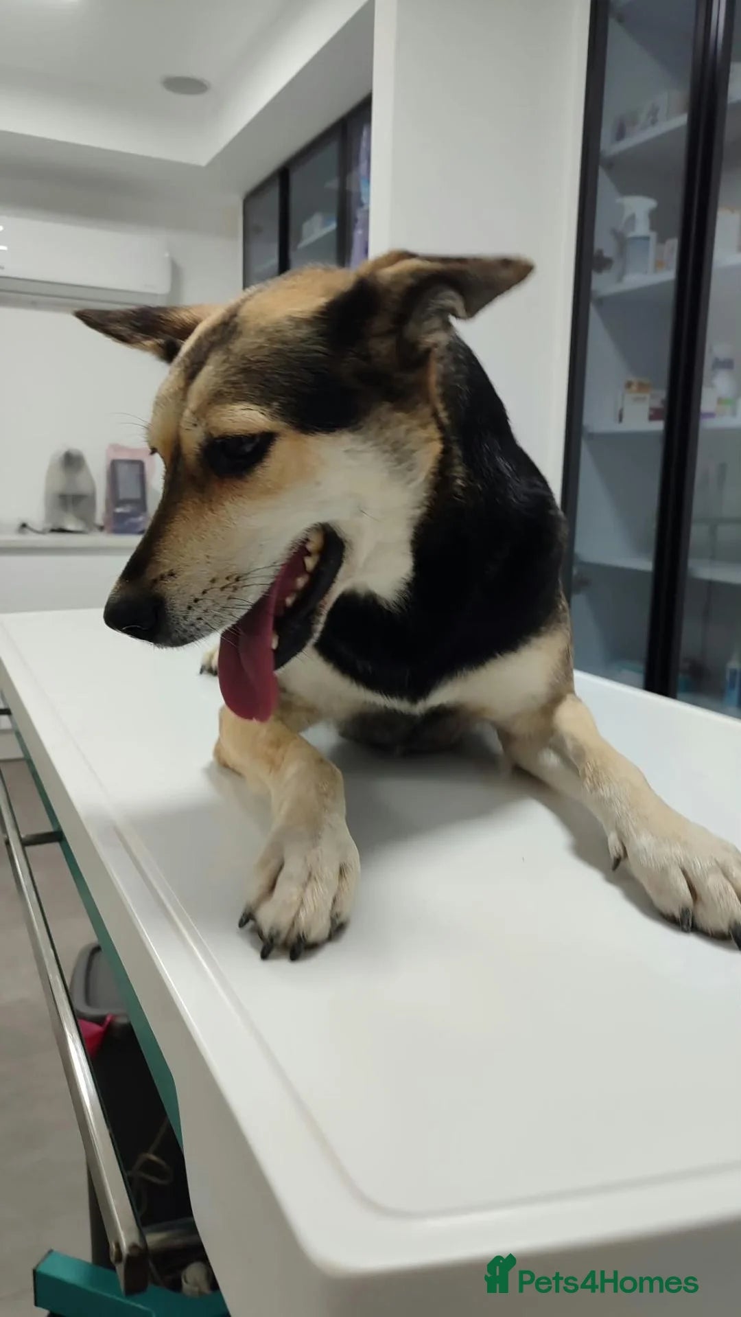 Purdy