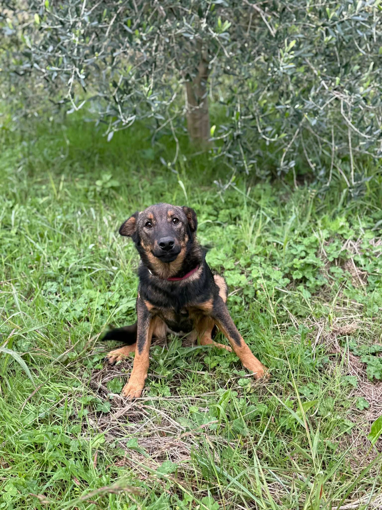 Rein
