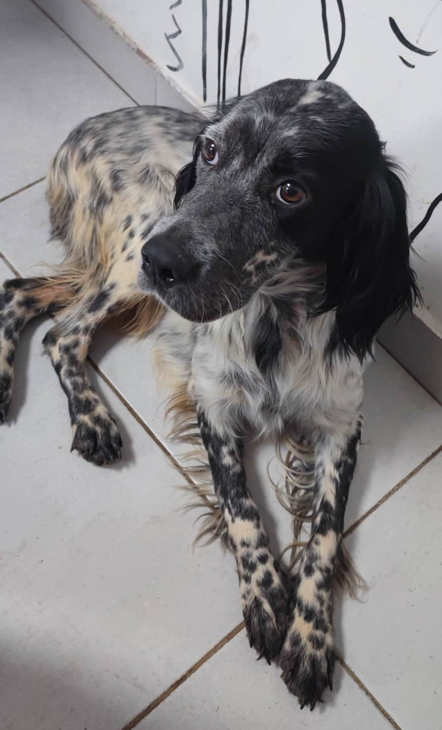 Stella