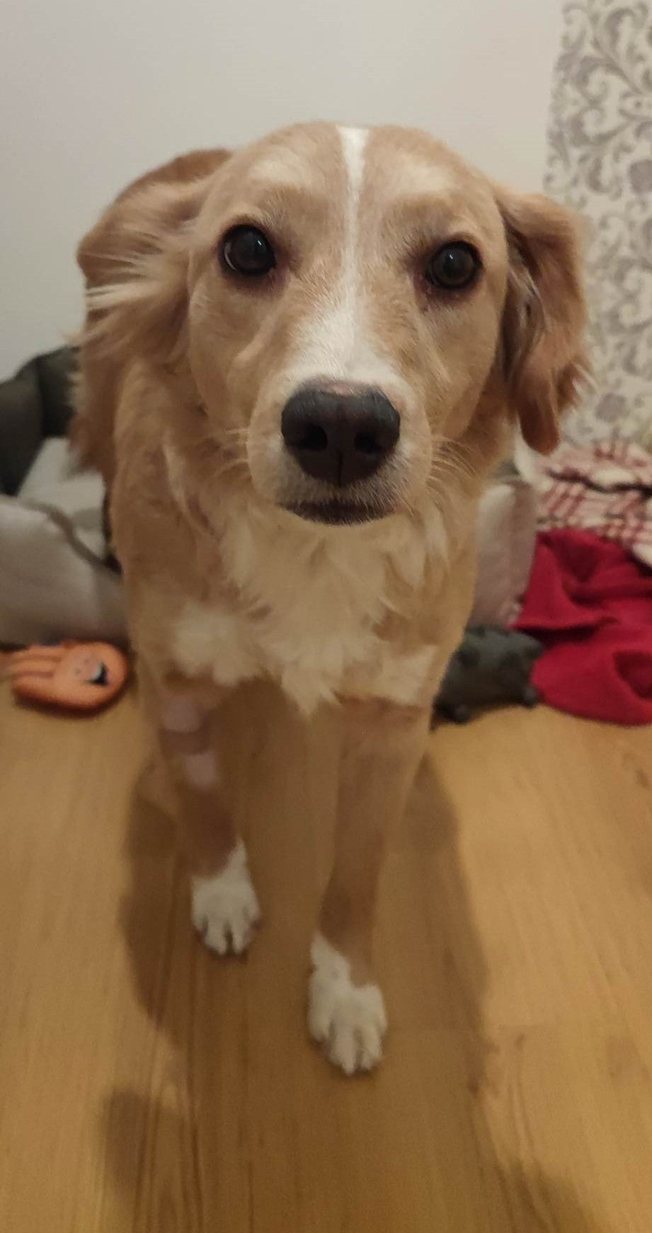 Trixie