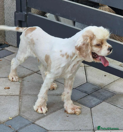 Ozzy