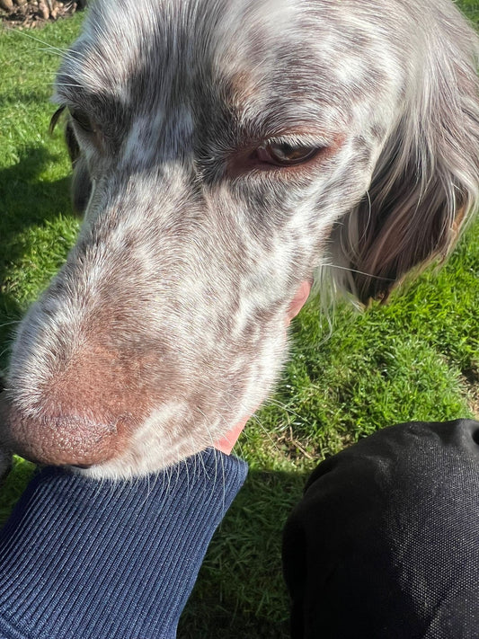 Alfie