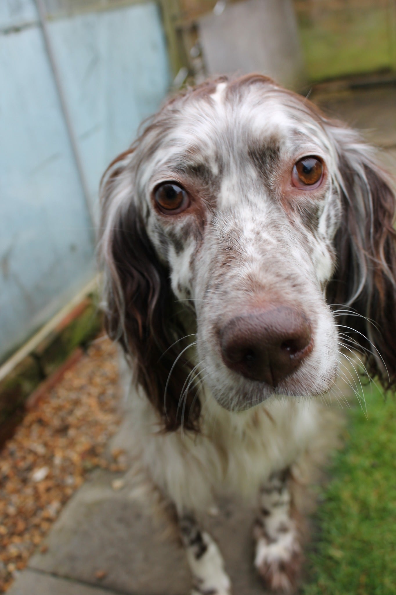 All Available Dogs – Setter Saviours