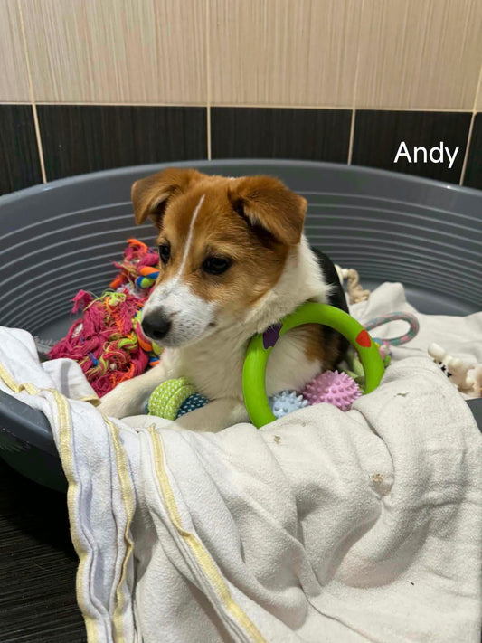 Andy