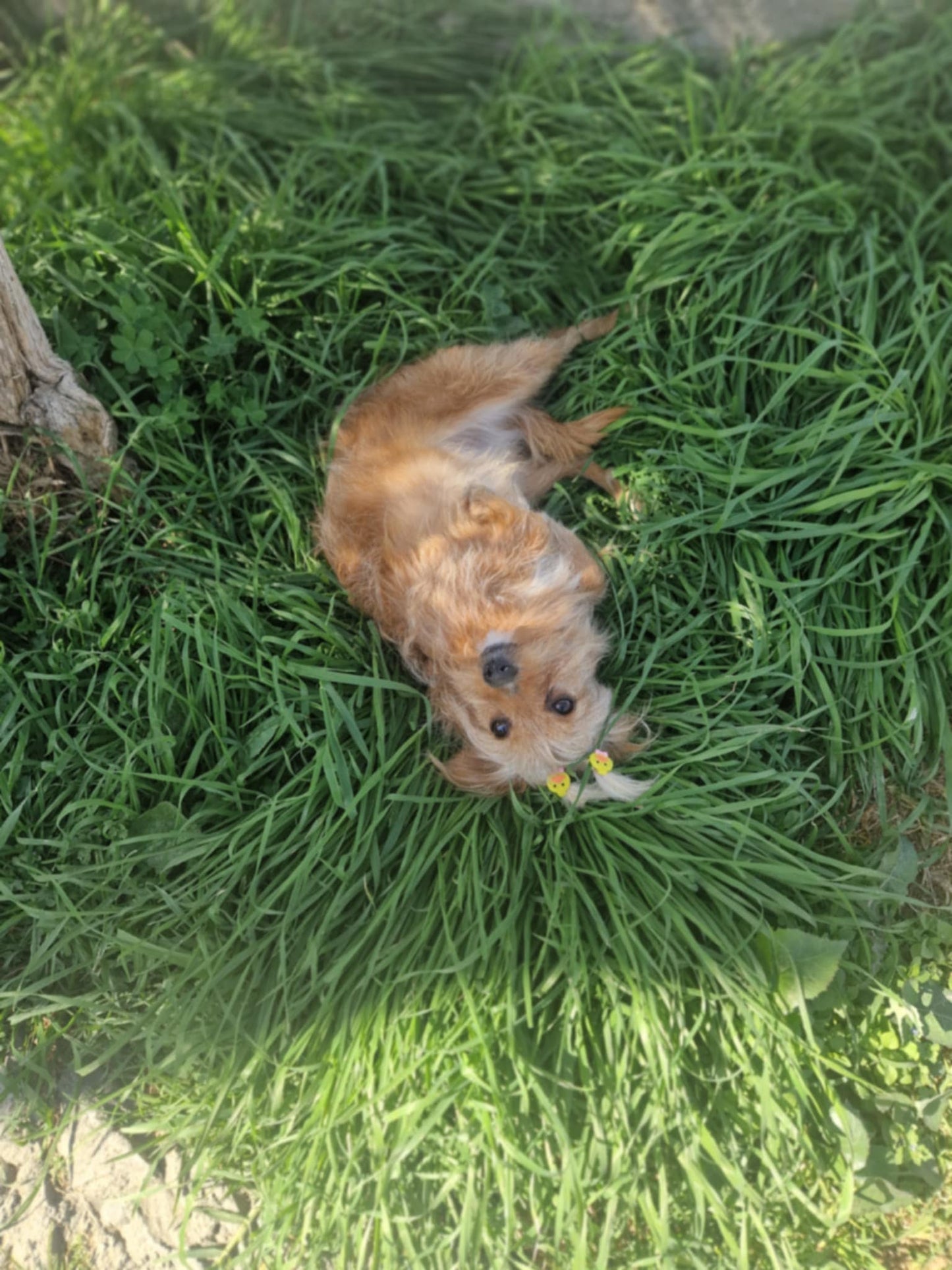 Ari