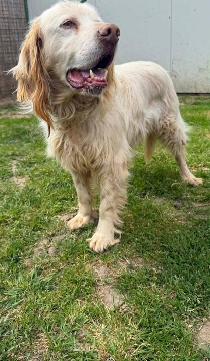 Arlo