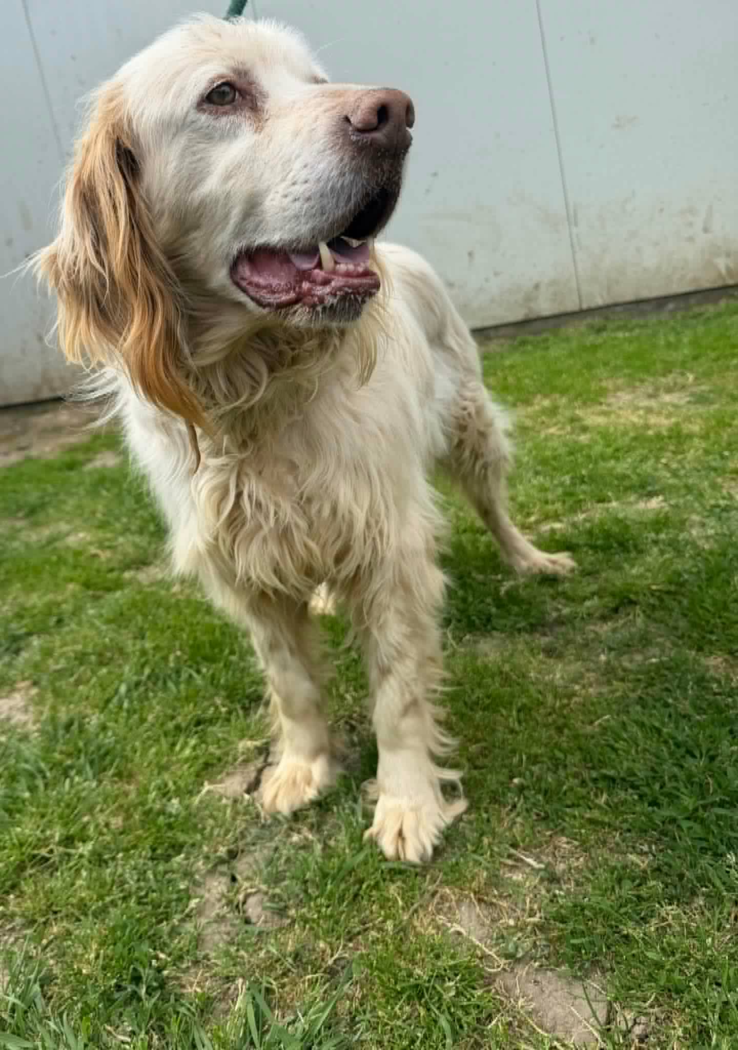 Arlo