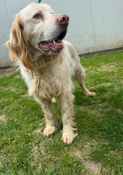 Arlo