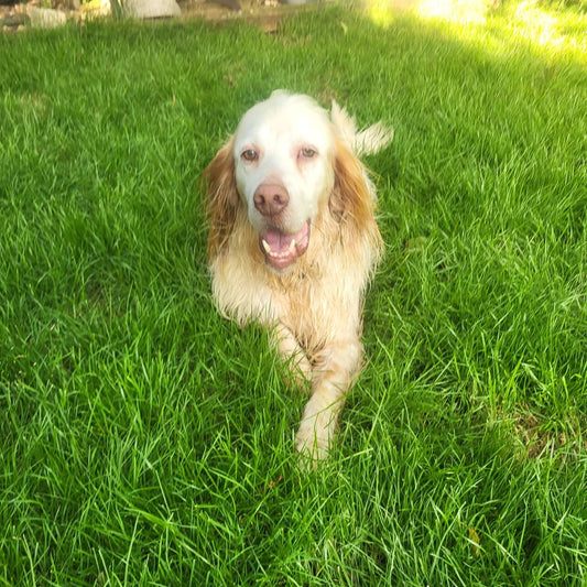 Arlo