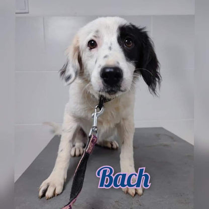 Bach