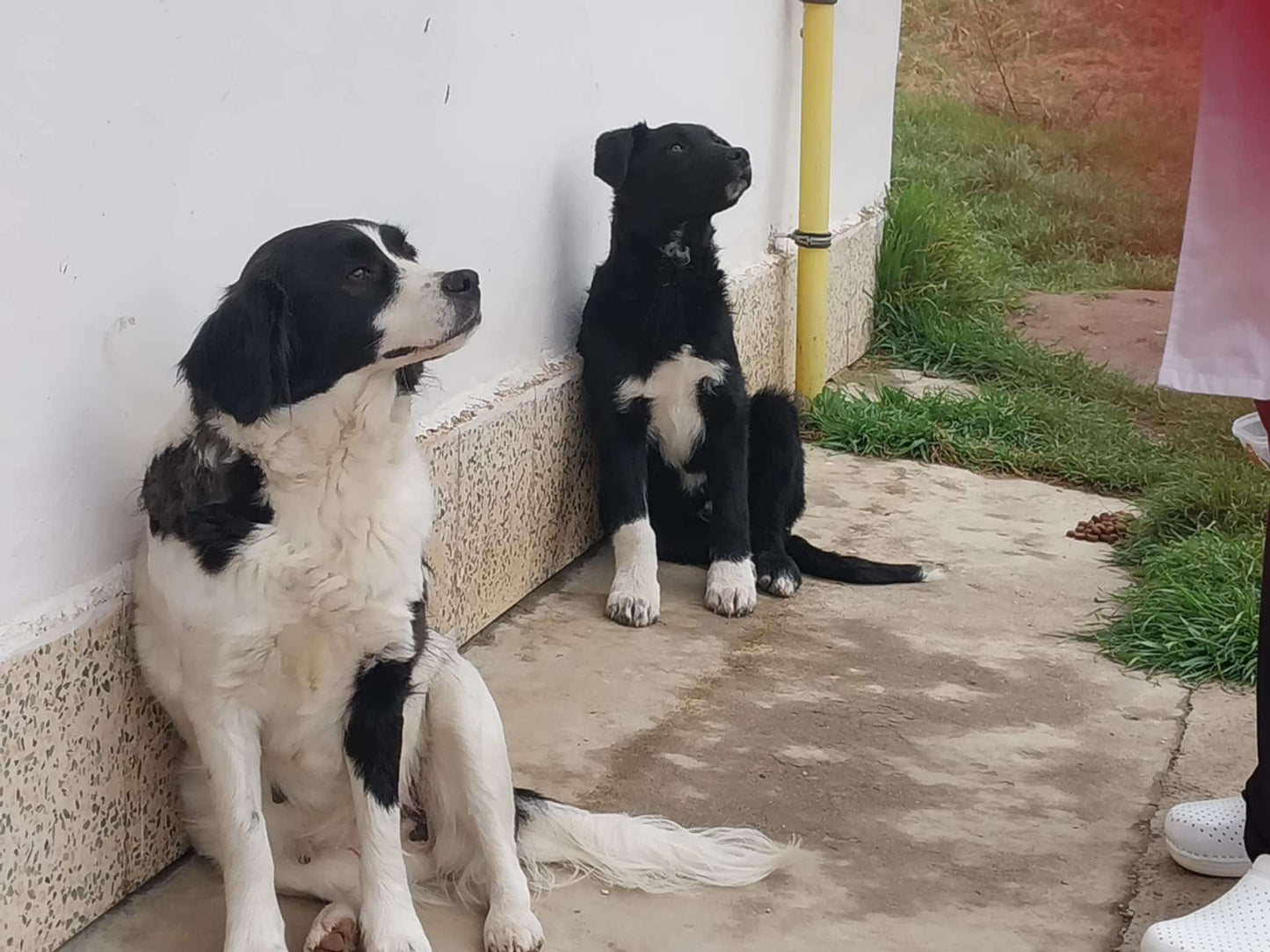 Bandit