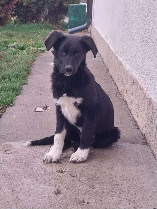 Bandit