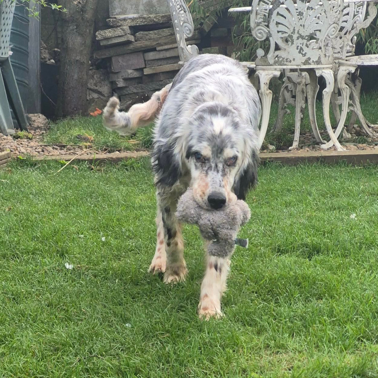All Available Dogs – Setter Saviours