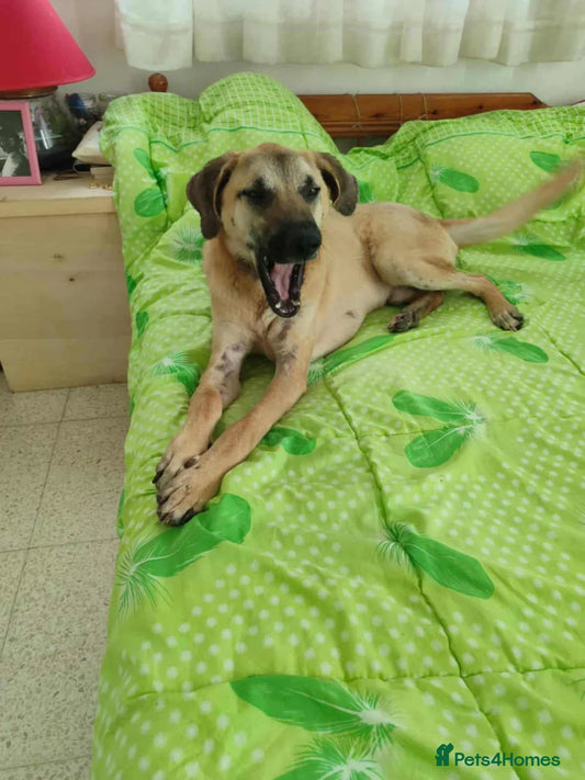 Bobi