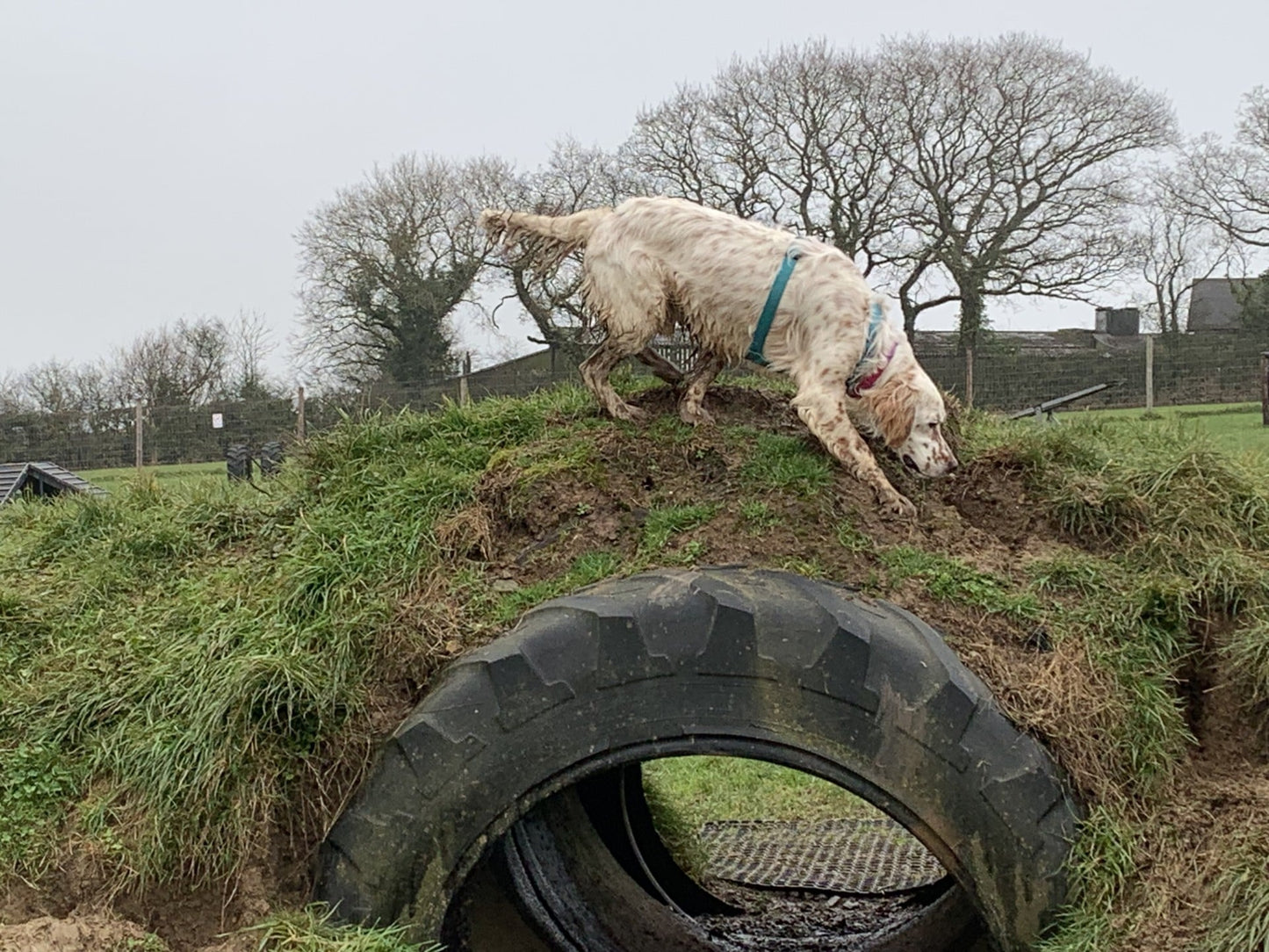 Brego