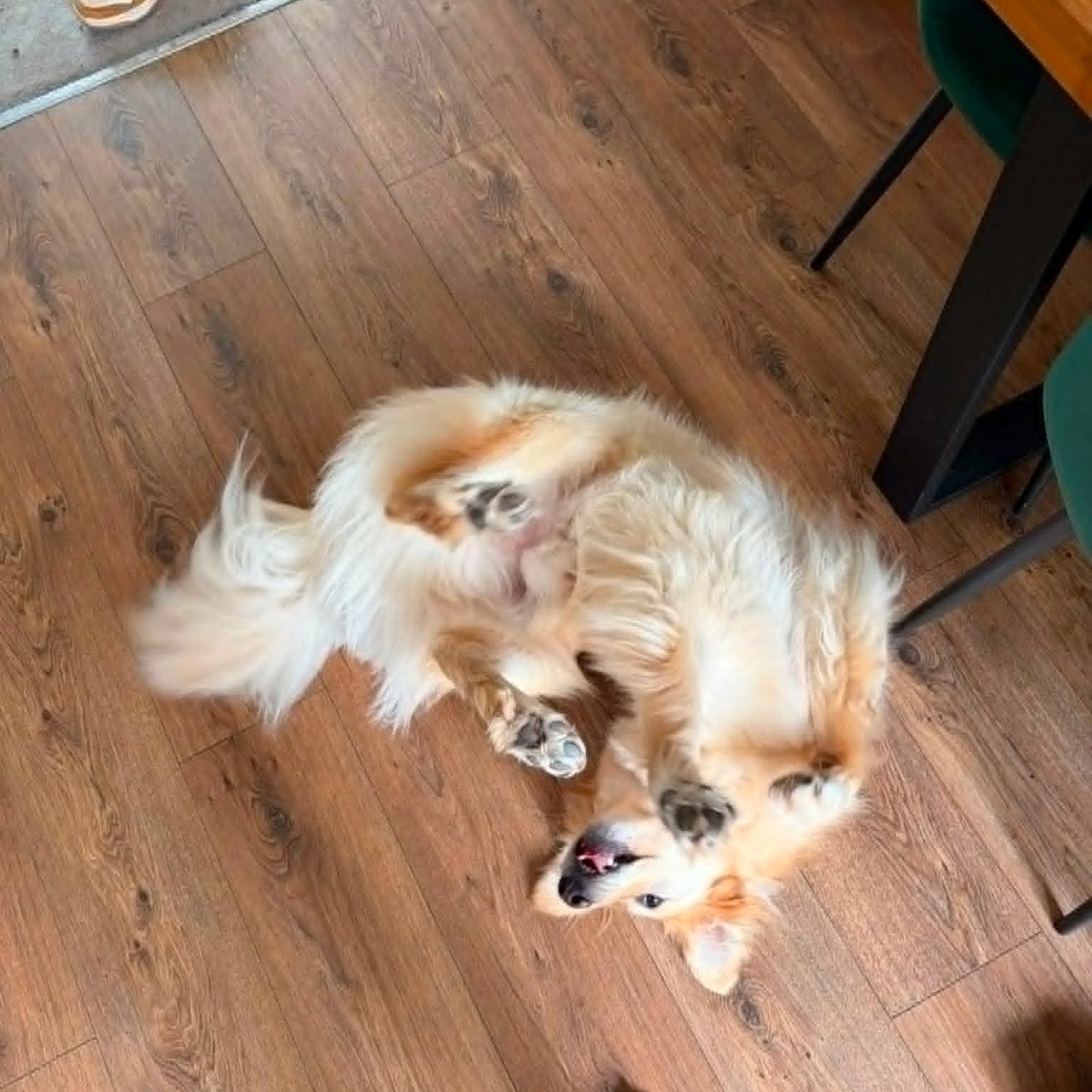 Bubi