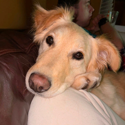 Bubi