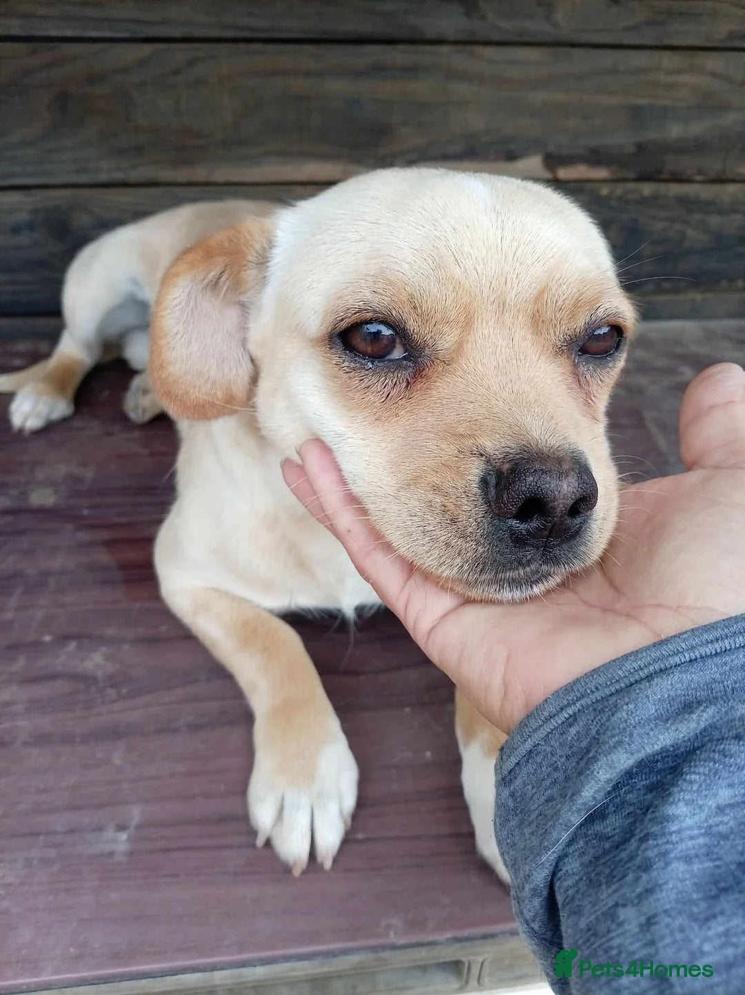 Buddy