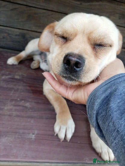 Buddy