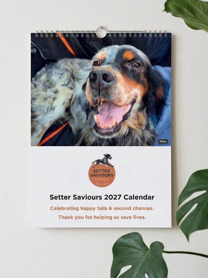 A spiral-bound 2027 wall calendar hanging on a light wall, featuring a close-up photo of a dog on the cover. The lower portion is white with the text 'Setter Saviours 2027 Calendar' and a circular 'Setter Saviours' logo.